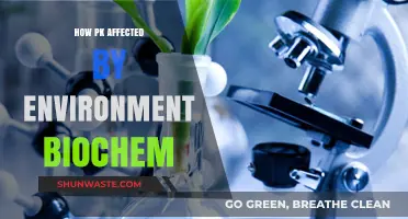 Environmental Biochemical Factors: Impact on PK Dynamics Explained