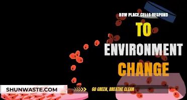 How Place Cells Adapt to Environmental Changes: A Neural Exploration