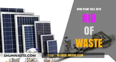 Efficient Waste Disposal in Plant Cells: Mechanisms and Processes Explained