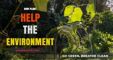 Green Guardians: How Plants Sustain and Heal Our Environment