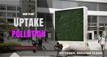 Plants: Nature's Pollution Uptake Solution