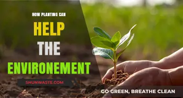 Planting for a Greener Future: How Trees Heal Our Environment