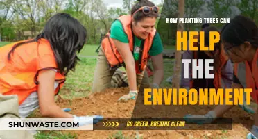 Planting Trees: A Powerful Way to Heal Our Environment