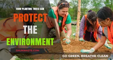 Planting Trees: A Powerful Way to Protect Our Environment
