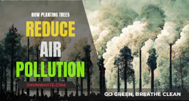 Trees: Natural Air Purifiers and Pollution Fighters