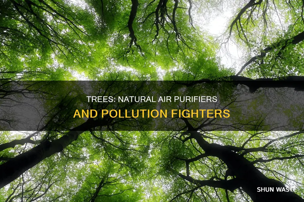 how planting trees reduce air pollution