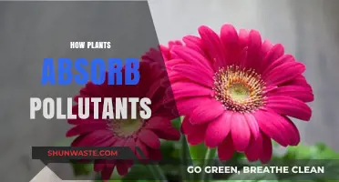 Plants: Natural Air Purifiers and Their Absorbing Power