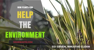 Green Guardians: How Plants Combat Climate Change and Heal Ecosystems
