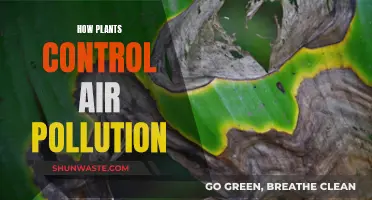 Plants: Air Pollution's Natural Solution