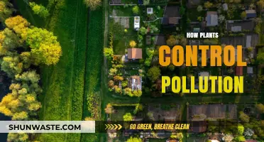 Plants: Pollution Control Warriors