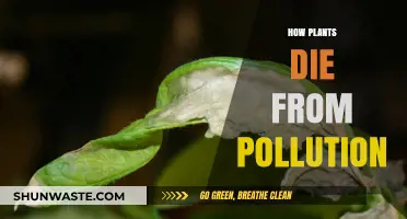 Plants, Pollution, and Death: Understanding the Lethal Link