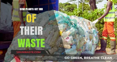 How Plants Efficiently Eliminate Waste: A Natural Detox Process