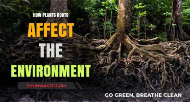 Rooted Impact: How Plant Roots Shape and Sustain Ecosystems