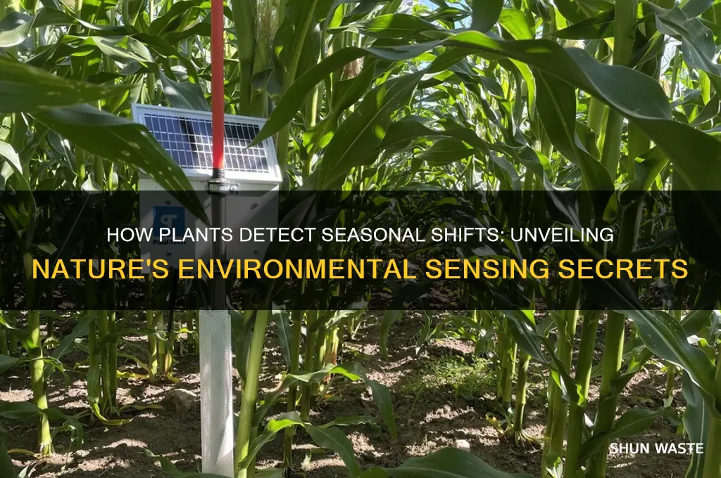 how plants sense seasonal changes in their environment