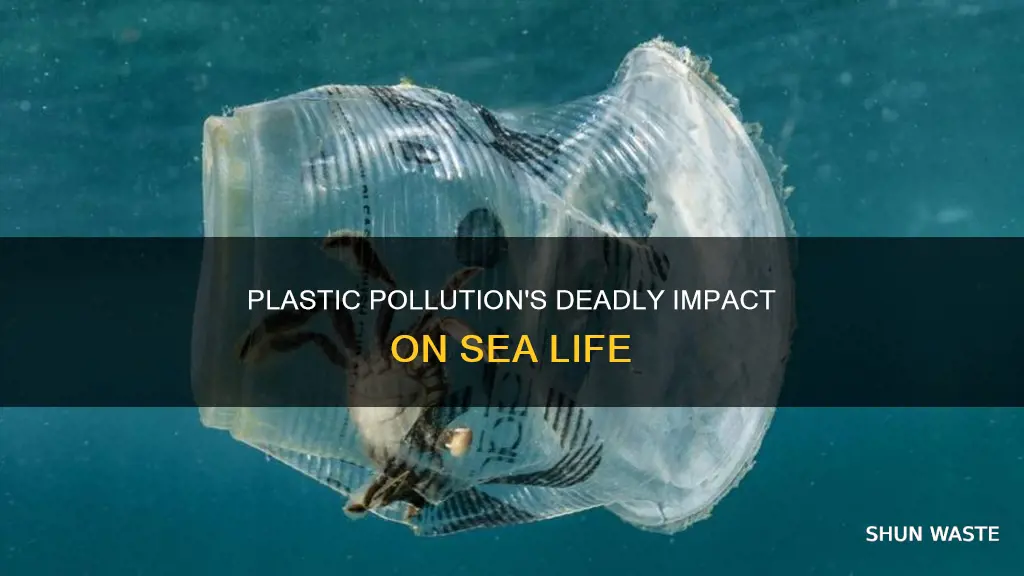 how plastic pollution affects sea life