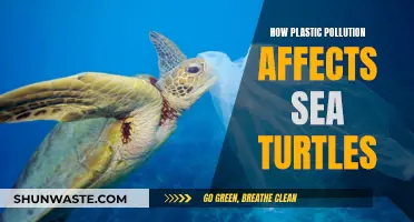 Plastic Pollution: A Deadly Threat to Sea Turtles