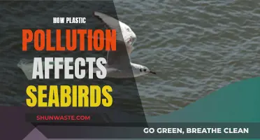 Plastic Pollution's Deadly Impact on Seabirds