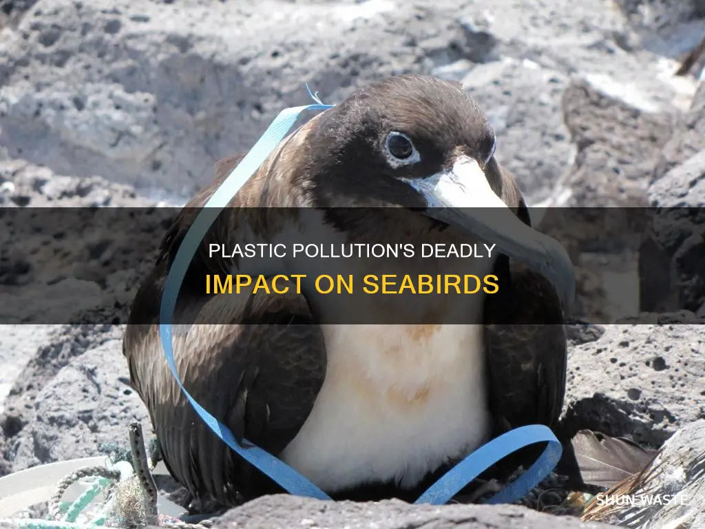 how plastic pollution affects seabirds