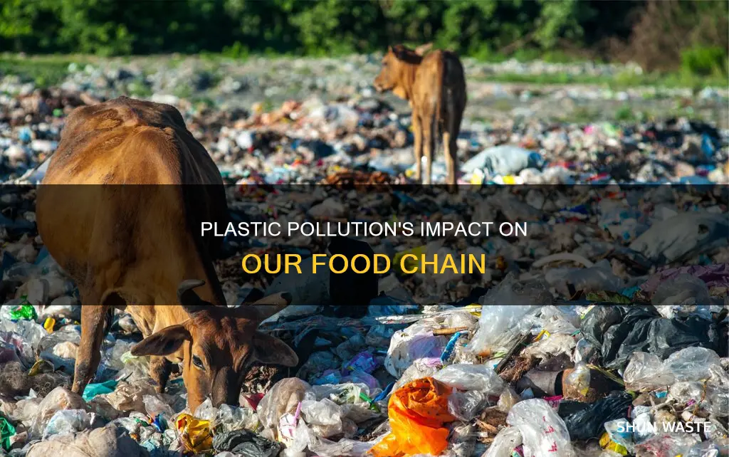 how plastic pollution affects the food chain