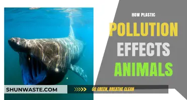 Plastic Pollution: Killing Animals, Destroying Nature