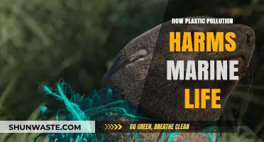 Plastic Pollution: A Marine Life Crisis