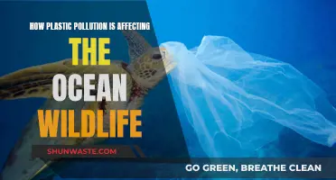 Plastic Pollution's Deadly Impact on Ocean Wildlife