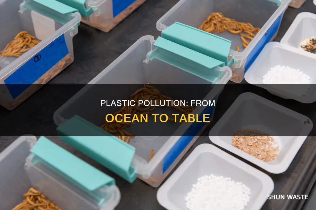 how plastic pollution makes it to our food