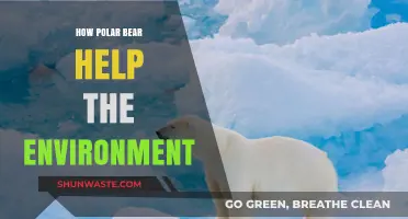 Polar Bears: Vital Guardians of Arctic Ecosystems and Climate Balance