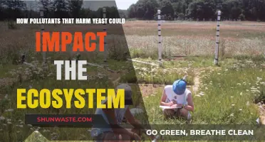 Yeast Health: Protecting Ecosystems from Pollutants