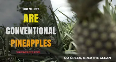 Pineapples: Pesticides and Pollution in Conventional Farming