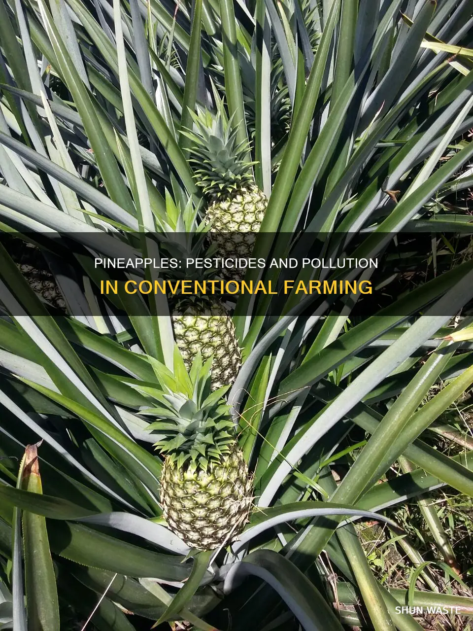 how polluted are conventional pineapples