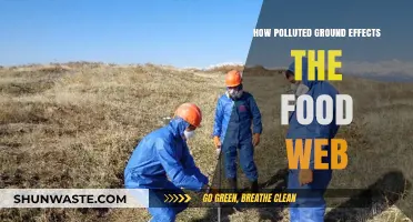 Ground Pollution's Impact on the Food Web
