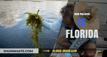 Florida's Pollution Crisis: A Comprehensive Overview