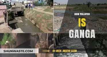 Ganga's Pollution: A Troubling Reality