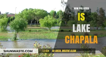 Lake Chapala's Pollution Problem: A Detailed Analysis