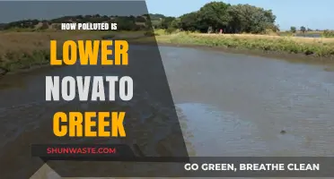 Novato Creek's Pollution Problem: A Comprehensive Overview