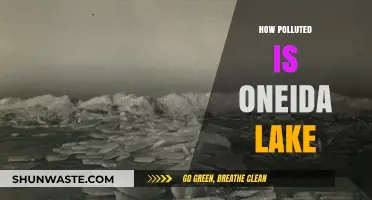 Oneida Lake's Pollution Problem: A Comprehensive Overview
