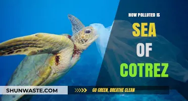 The Sea of Cortez: A Polluted Paradise