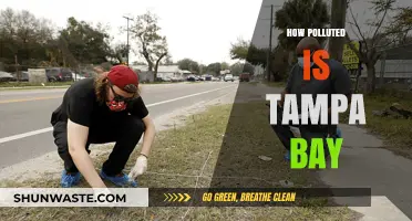 Tampa Bay's Pollution Problem: A Comprehensive Overview