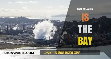 The Bay's Pollution Crisis: A Comprehensive Overview