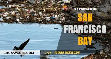 San Francisco Bay: A Polluted Paradise?