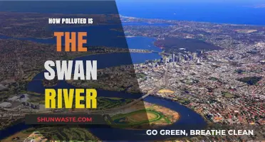The Swan River: A Polluted Paradise?