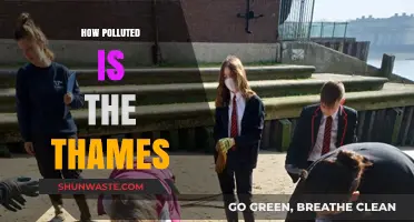 Thames Pollution: A Troubling Reality Check