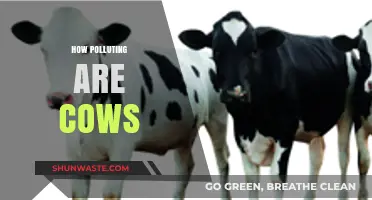 Cows: A Major Contributor to Climate Change?