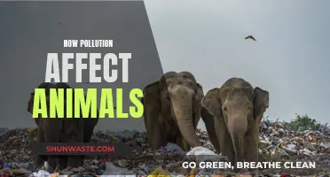 Pollution's Impact: Animals in Danger