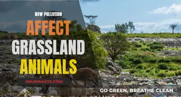 Grassland Animals: Surviving Pollution's Deadly Impact