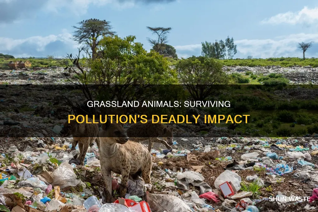 how pollution affect grassland animals