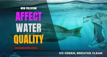 Water Quality: Pollution's Impact and Our Future