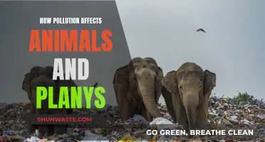 Pollution's Impact on Nature: Animals and Plants