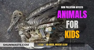 Animals and Pollution: Understanding the Harmful Effects